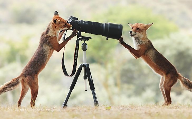 Flawless Frames: Animals Caught in the Act